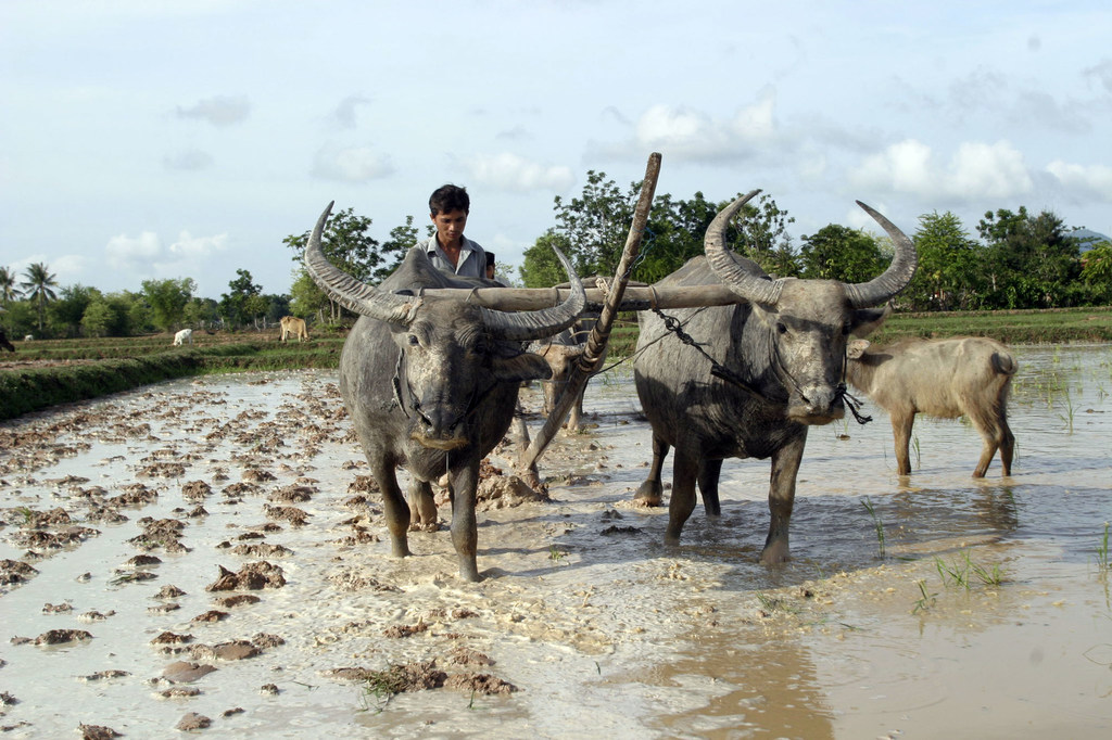 A young farmer plows a paddy field with buffaloes in Kandal province, Cambodia.